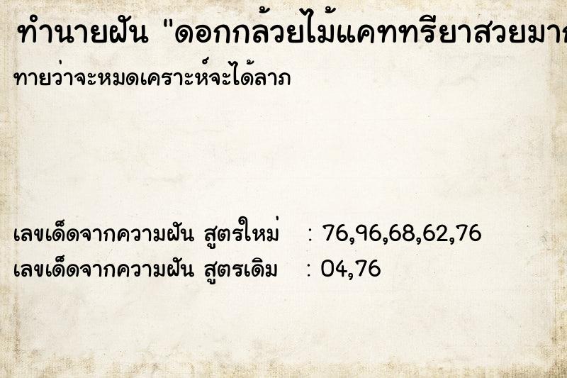 ทำนายฝันดอกกล้วยไม้แคททรียาสวยมากหลายต้น ทำนายฝันทำนายฝันดอกกล้วยไม้แคททรียาสวยมากหลายต้น