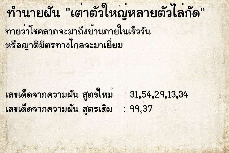 ทำนายฝันทำนายฝันเต่าตัวใหญ่หลายตัวไล่กัด