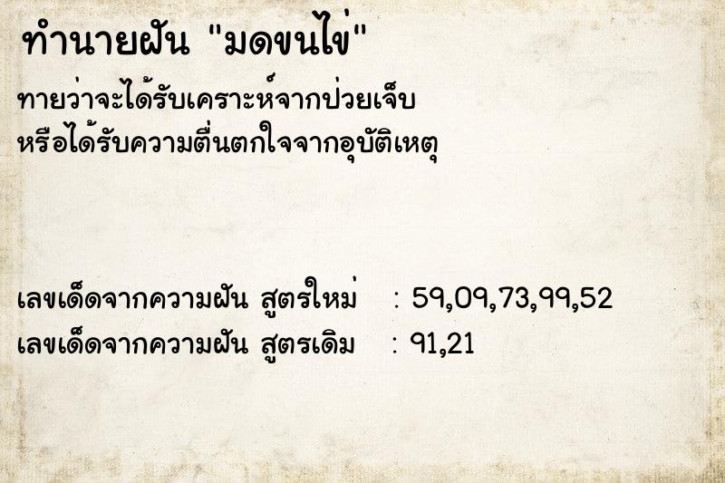 ทำนายฝันมดขนไข่ ทำนายฝันทำนายฝันมดขนไข่
