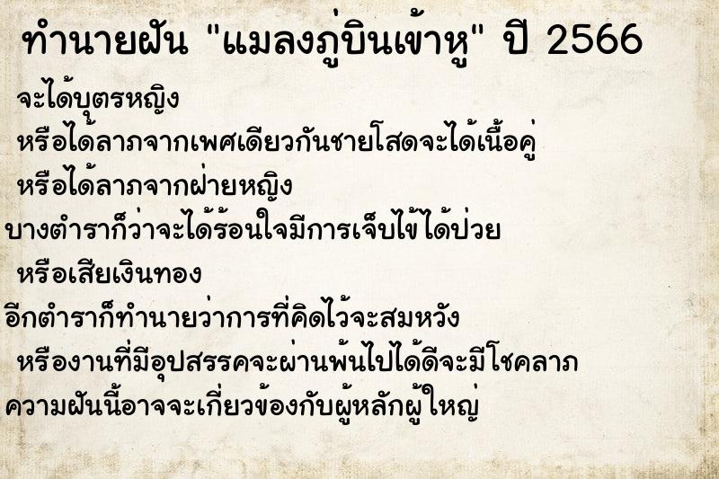 ทำนายฝันแมลงภู่บินเข้าหู ทำนายฝันทำนายฝันแมลงภู่บินเข้าหู