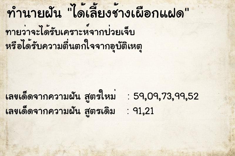 ทำนายฝัน ได้เลี้ยงช้างเผือกแฝด ทำนายฝัน ได้เลี้ยงช้างเผือกแฝด
