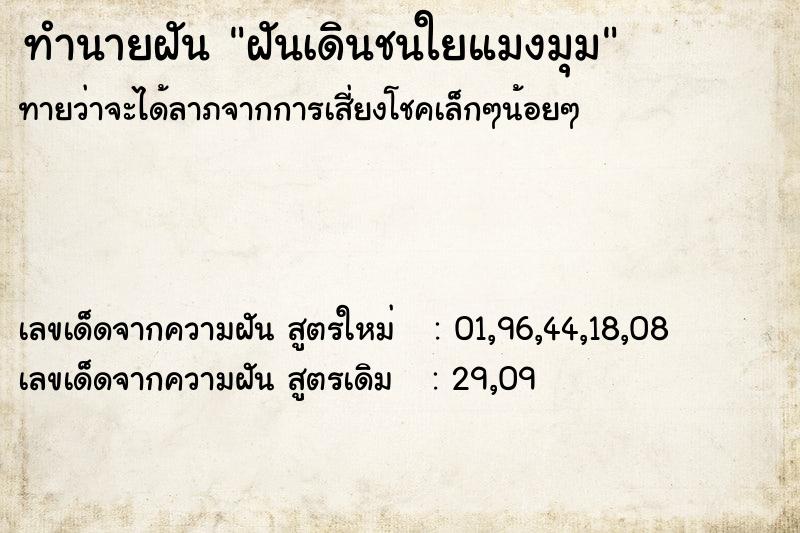 ทำนายฝัน ฝันเดินชนใยแมงมุม ทำนายฝัน ฝันเดินชนใยแมงมุม