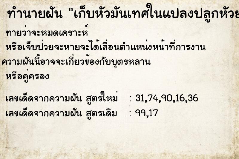 ทำนายฝันทำนายฝันเก็บหัวมันเทศในแปลงปลูกหัวยาวและเยอะมาก