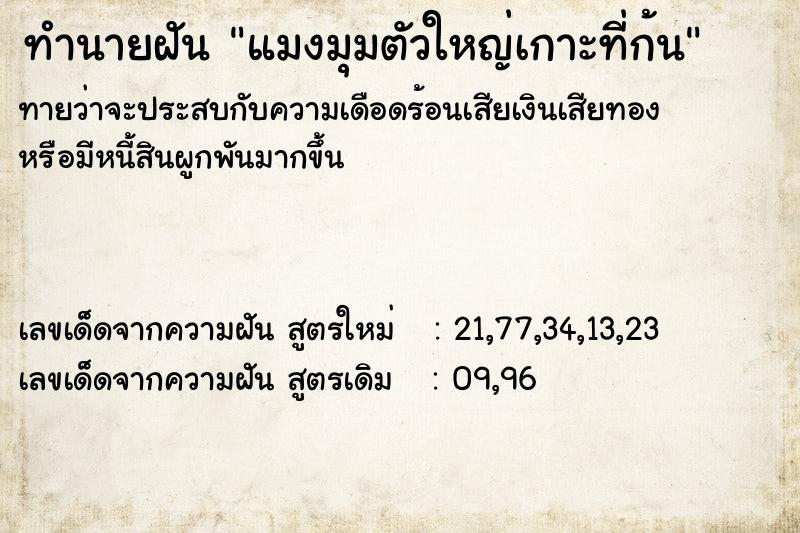 ทำนายฝันทำนายฝันแมงมุมตัวใหญ่เกาะที่ก้น