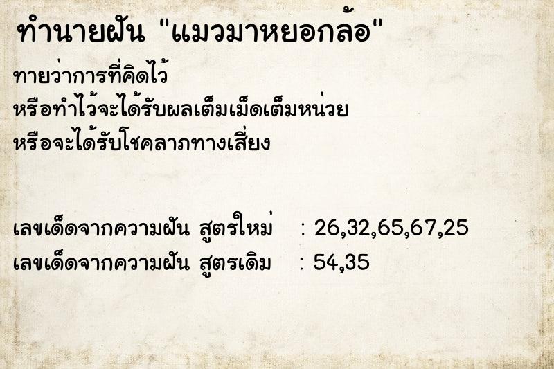 ทำนายฝัน แมวมาหยอกล้อ ทำนายฝัน แมวมาหยอกล้อ