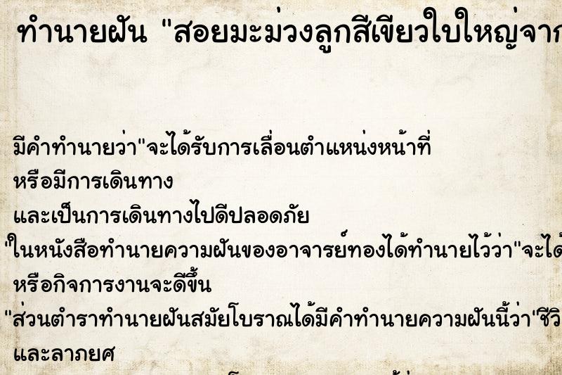 ทำนายฝัน สอยมะม่วงลูกสีเขียวใบใหญ่จากต้นหลายลูก