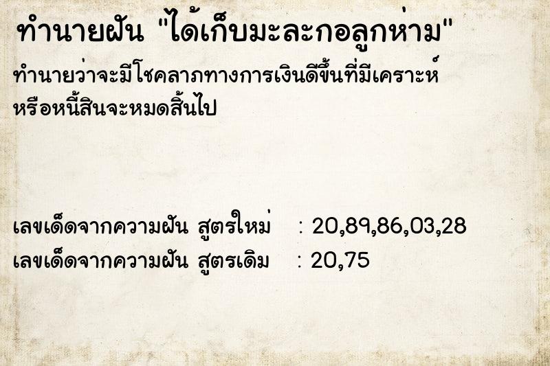 ทำนายฝันทำนายฝันได้เก็บมะละกอลูกห่าม