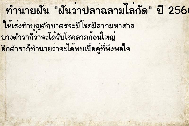ทำนายฝันฝันว่าปลาฉลามไล่กัด ทำนายฝันทำนายฝันฝันว่าปลาฉลามไล่กัด