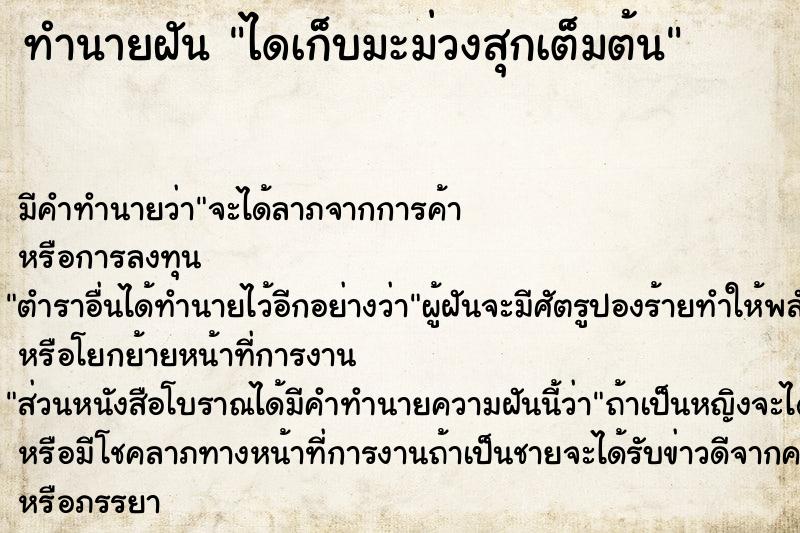 ทำนายฝันทำนายฝันไดเก็บมะม่วงสุกเต็มต้น