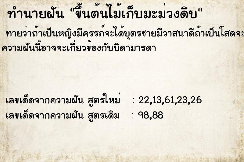 ทำนายฝันขึ้นต้นไม้เก็บมะม่วงดิบ ทำนายฝันทำนายฝันขึ้นต้นไม้เก็บมะม่วงดิบ