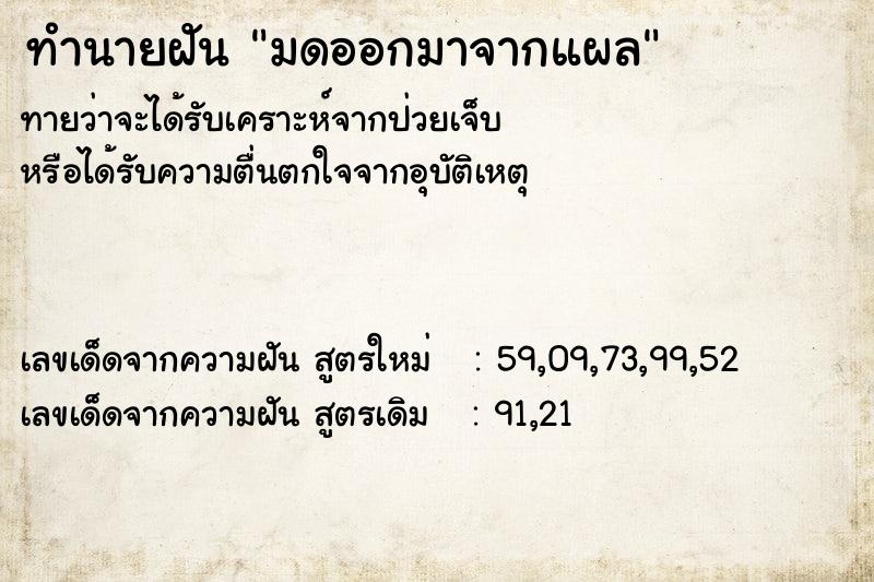 ทำนายฝันทำนายฝันมดออกมาจากแผล