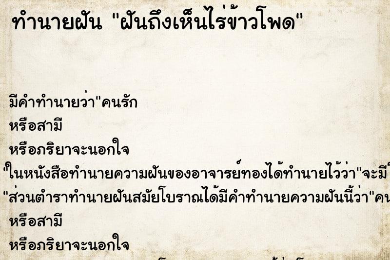 ทำนายฝันฝันถึงเห็นไร่ข้าวโพด ทำนายฝันทำนายฝันฝันถึงเห็นไร่ข้าวโพด