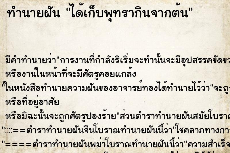 ทำนายฝัน ได้เก็บพุทรากินจากต้น ทำนายฝัน ได้เก็บพุทรากินจากต้น