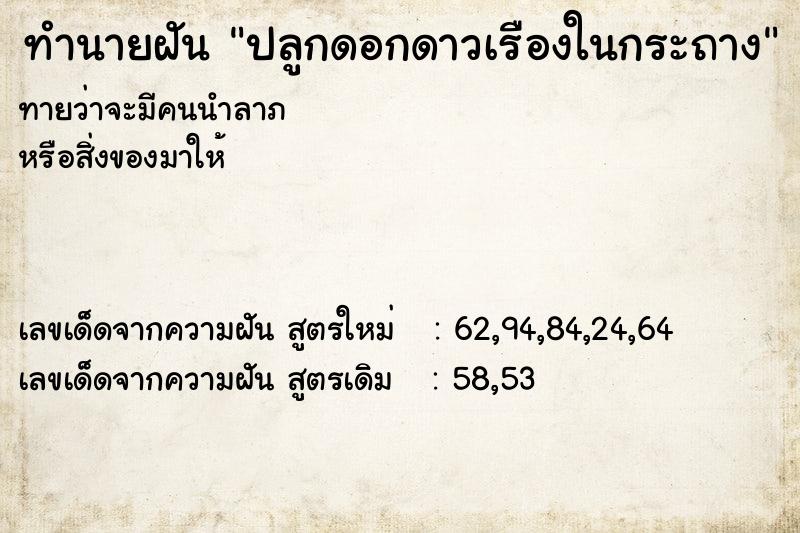 ทำนายฝันปลูกดอกดาวเรืองในกระถาง ทำนายฝันทำนายฝันปลูกดอกดาวเรืองในกระถาง