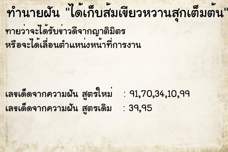 ทำนายฝันได้เก็บส้มเขียวหวานสุกเต็มต้น ทำนายฝันทำนายฝันได้เก็บส้มเขียวหวานสุกเต็มต้น