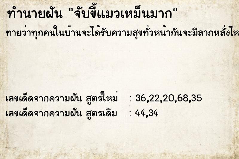 ทำนายฝันจับขี้แมวเหม็นมาก ทำนายฝันทำนายฝันจับขี้แมวเหม็นมาก