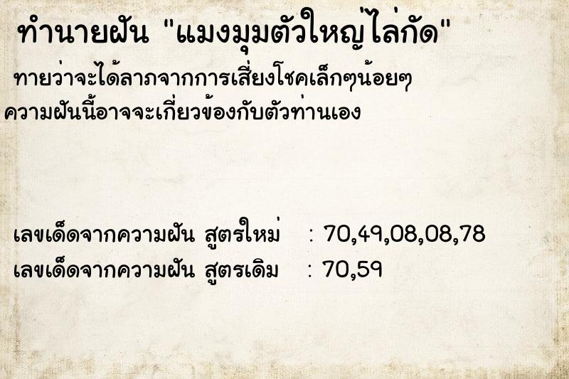 ทำนายฝัน แมงมุมตัวใหญ่ไล่กัด ทำนายฝัน แมงมุมตัวใหญ่ไล่กัด