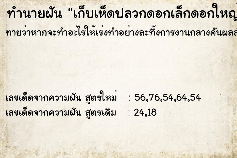 ทำนายฝันเก็บเห็ดปลวกดอกเล็กดอกใหญ่ได้เต็มถุงเลย ทำนายฝันทำนายฝันเก็บเห็ดปลวกดอกเล็กดอกใหญ่ได้เต็มถุงเลย