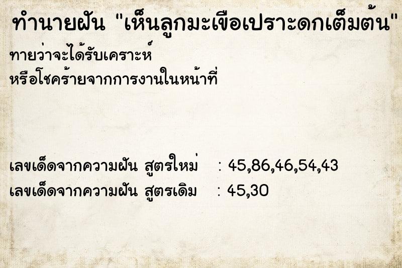 ทำนายฝัน เห็นลูกมะเขือเปราะดกเต็มต้น ทำนายฝัน เห็นลูกมะเขือเปราะดกเต็มต้น