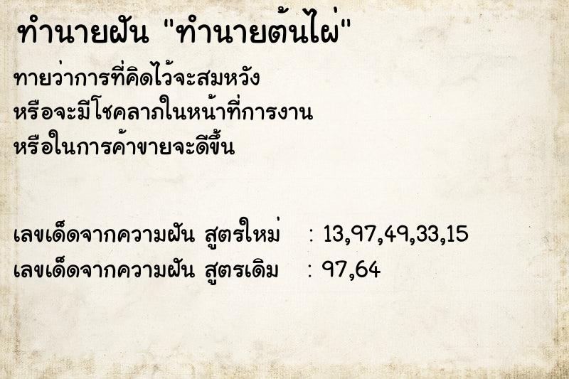 ทำนายฝันทำนายฝันทำนายต้นไผ่