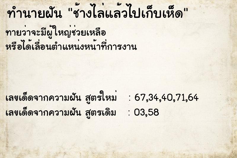 ทำนายฝันทำนายฝันช้างไล่แล้วไปเก็บเห็ด