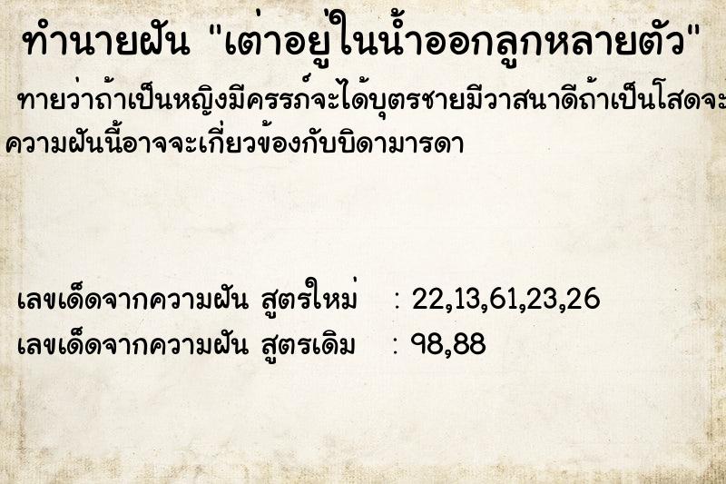 ทำนายฝันเต่าอยู่ในน้ำออกลูกหลายตัว ทำนายฝันทำนายฝันเต่าอยู่ในน้ำออกลูกหลายตัว