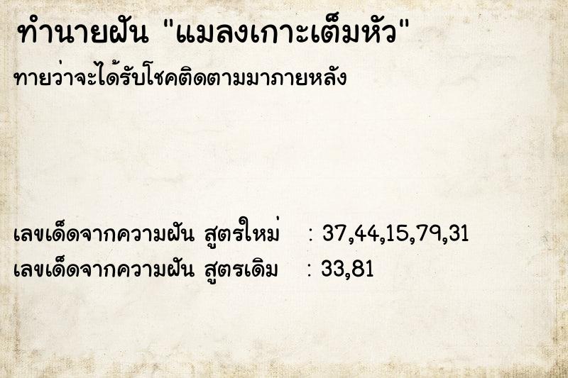 ทำนายฝันแมลงเกาะเต็มหัว ทำนายฝันทำนายฝันแมลงเกาะเต็มหัว