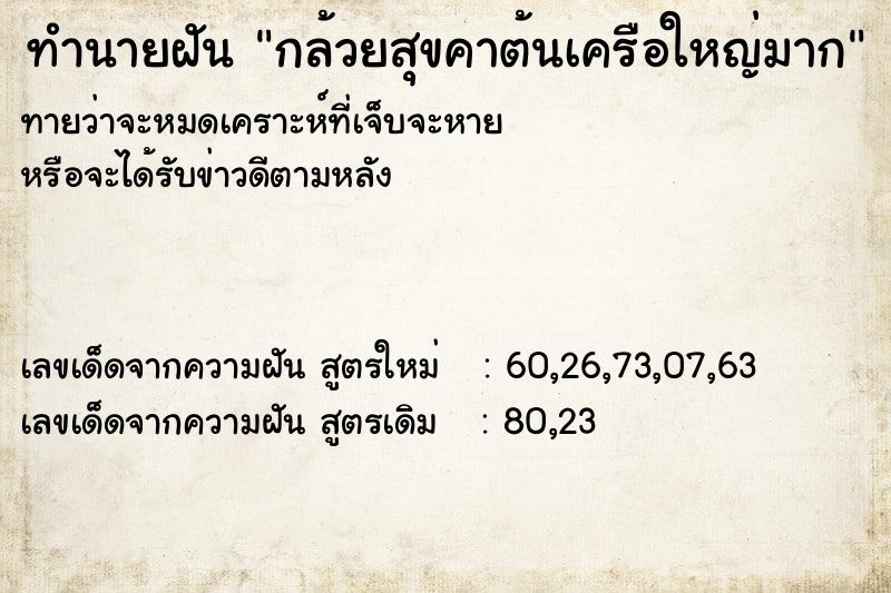 ทำนายฝันกล้วยสุขคาต้นเครือใหญ่มาก ทำนายฝันทำนายฝันกล้วยสุขคาต้นเครือใหญ่มาก