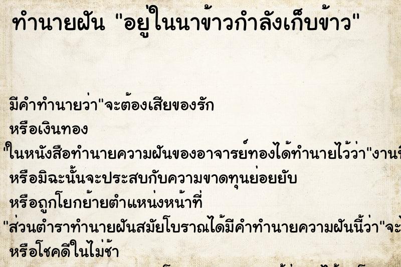 ทำนายฝันอยู่ในนาข้าวกำลังเก็บข้าว ทำนายฝันทำนายฝันอยู่ในนาข้าวกำลังเก็บข้าว