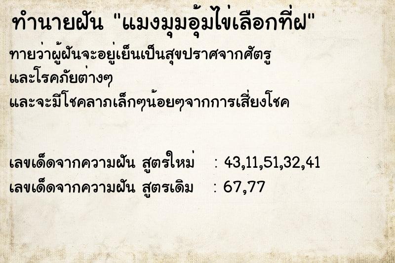 ทำนายฝัน แมงมุมอุ้มไข่เลือกที่ฝ ทำนายฝัน แมงมุมอุ้มไข่เลือกที่ฝ