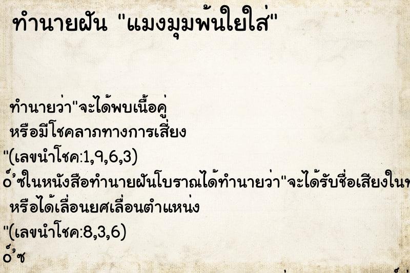 ทำนายฝัน แมงมุมพ้นใยใส่