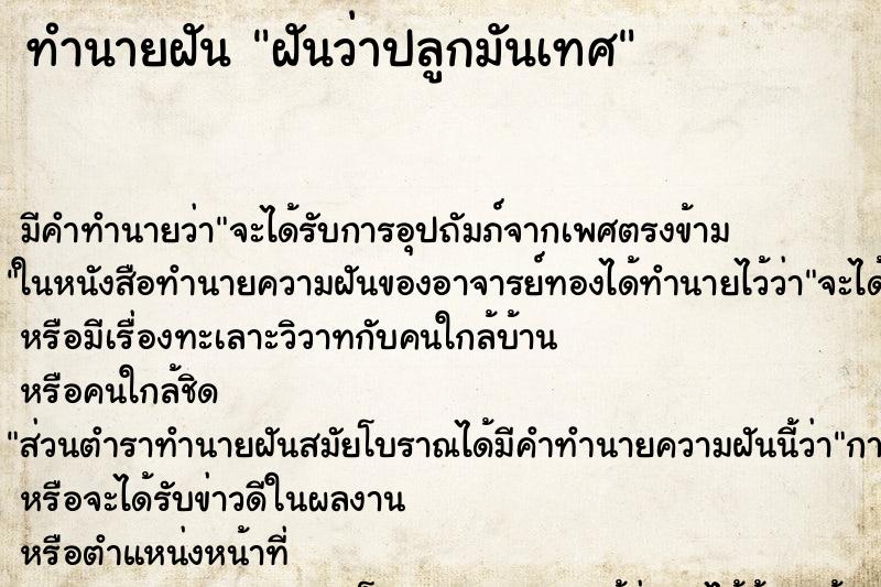 ทำนายฝัน ฝันว่าปลูกมันเทศ ทำนายฝัน ฝันว่าปลูกมันเทศ