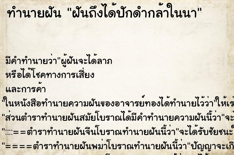 ทำนายฝันฝันถึงได้ปักดำกล้าในนา ทำนายฝันทำนายฝันฝันถึงได้ปักดำกล้าในนา