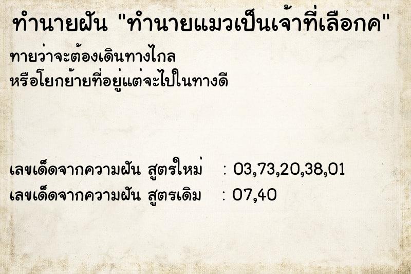 ทำนายฝันทำนายฝันทำนายแมวเป็นเจ้าที่เลือกค