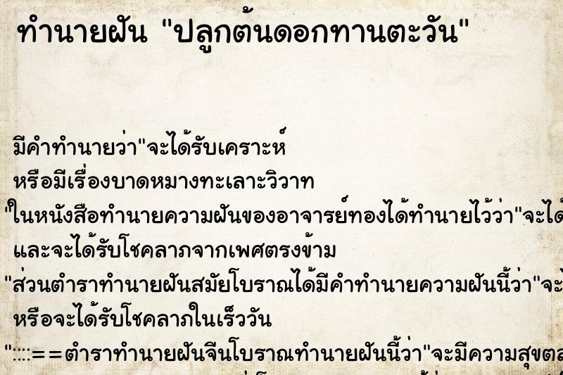 ทำนายฝัน ปลูกต้นดอกทานตะวัน ตำราโบราณ แม่นที่สุดในโลก