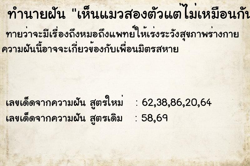 ทำนายฝันเห็นแมวสองตัวแต่ไม่เหมือนกัน ทำนายฝันทำนายฝันเห็นแมวสองตัวแต่ไม่เหมือนกัน