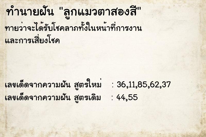 ทำนายฝันทำนายฝันลูกแมวตาสองสี