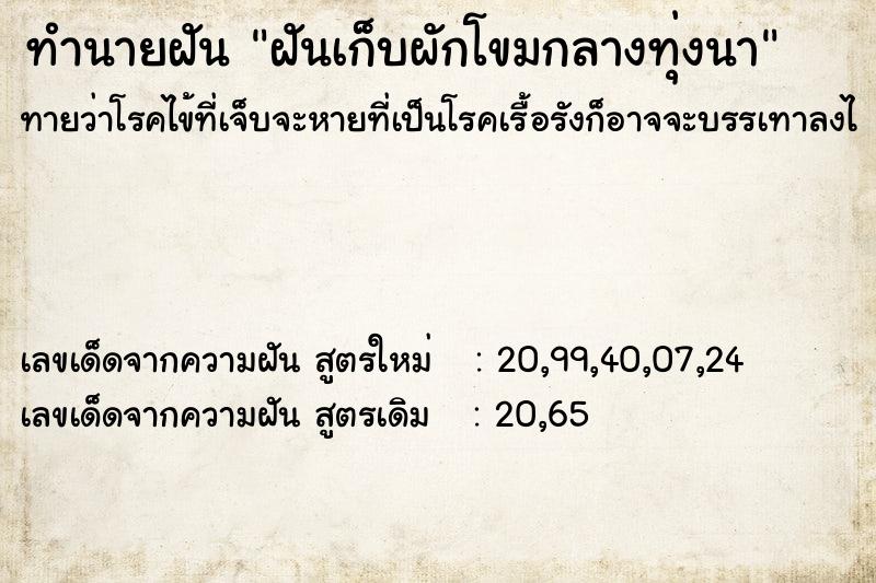 ทำนายฝัน ฝันเก็บผักโขมกลางทุ่งนา ทำนายฝัน ฝันเก็บผักโขมกลางทุ่งนา