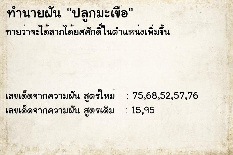 ทำนายฝัน ปลูกมะเขือ ตำราโบราณ แม่นที่สุดในโลก