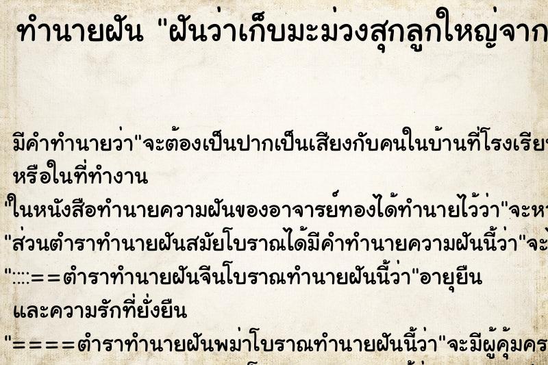 ทำนายฝัน ฝันว่าเก็บมะม่วงสุกลูกใหญ่จากต้น ตำราโบราณ แม่นที่สุดในโลก