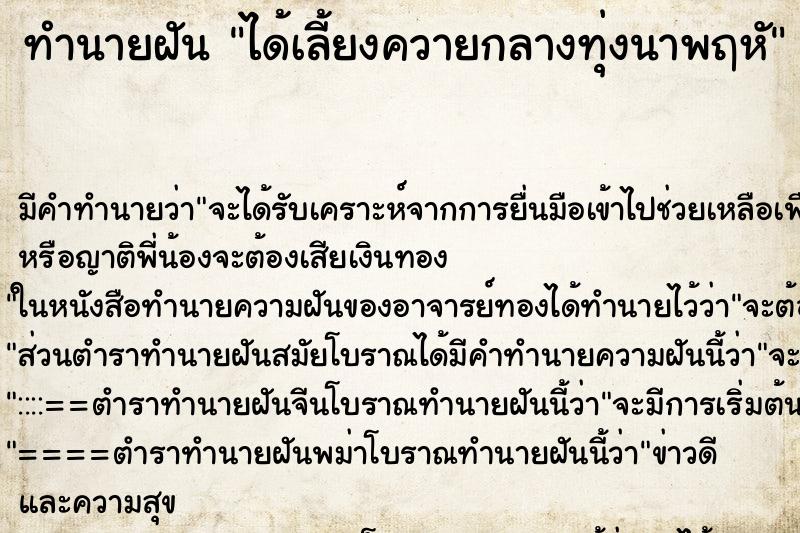 ทำนายฝัน ได้เลี้ยงควายกลางทุ่งนาพฤหั