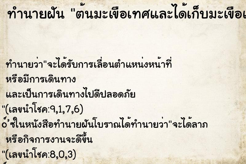 ทำนายฝันทำนายฝันต้นมะเขือเทศและได้เก็บมะเขือเทศกิน
