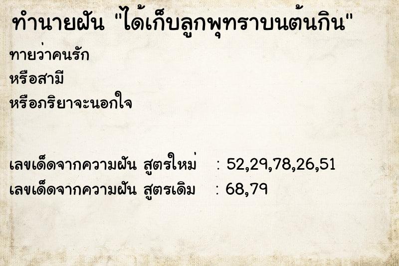 ทำนายฝันได้เก็บลูกพุทราบนต้นกิน ทำนายฝันทำนายฝันได้เก็บลูกพุทราบนต้นกิน