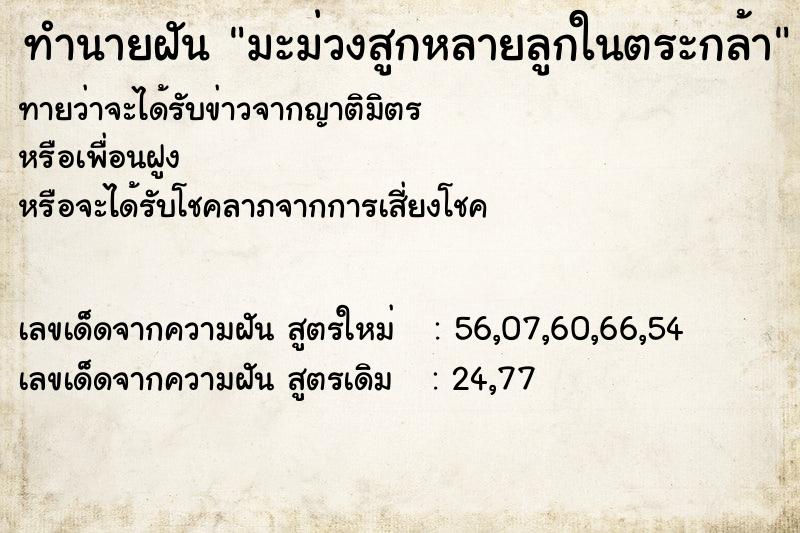 ทำนายฝันมะม่วงสูกหลายลูกในตระกล้า ทำนายฝันทำนายฝันมะม่วงสูกหลายลูกในตระกล้า
