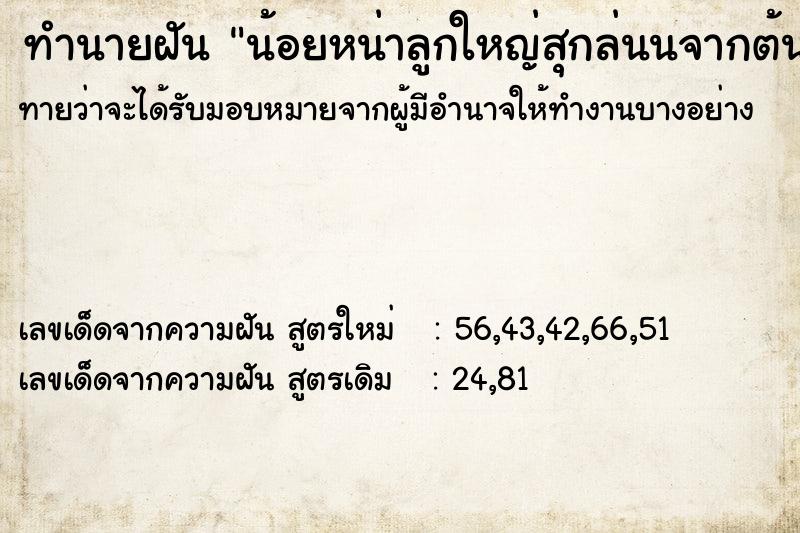 ทำนายฝันทำนายฝันน้อยหน่าลูกใหญ่สุกล่นนจากต้น