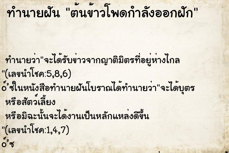 ทำนายฝัน ต้นข้าวโพดกําลังออกฝัก