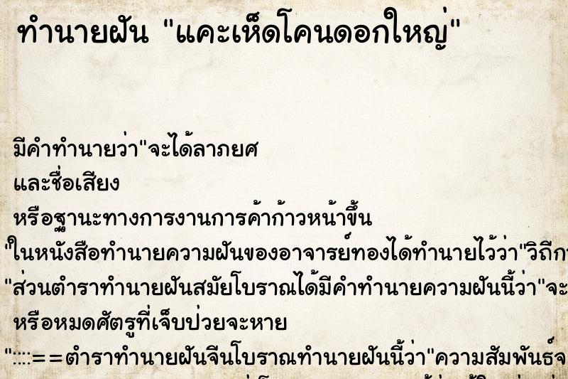 ทำนายฝัน แคะเห็ดโคนดอกใหญ่ ทำนายฝัน แคะเห็ดโคนดอกใหญ่