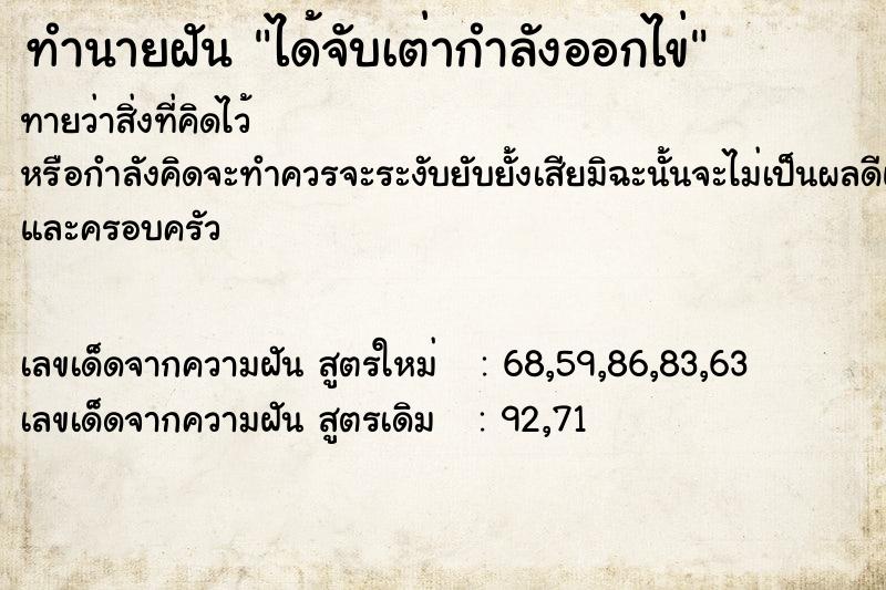 ทำนายฝัน ได้จับเต่ากำลังออกไข่ ทำนายฝัน ได้จับเต่ากำลังออกไข่