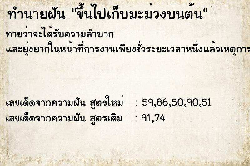 ทำนายฝันขึ้นไปเก็บมะม่วงบนต้น ทำนายฝันทำนายฝันขึ้นไปเก็บมะม่วงบนต้น