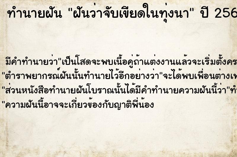 ทำนายฝันฝันว่าจับเขียดในทุ่งนา ทำนายฝันทำนายฝันฝันว่าจับเขียดในทุ่งนา